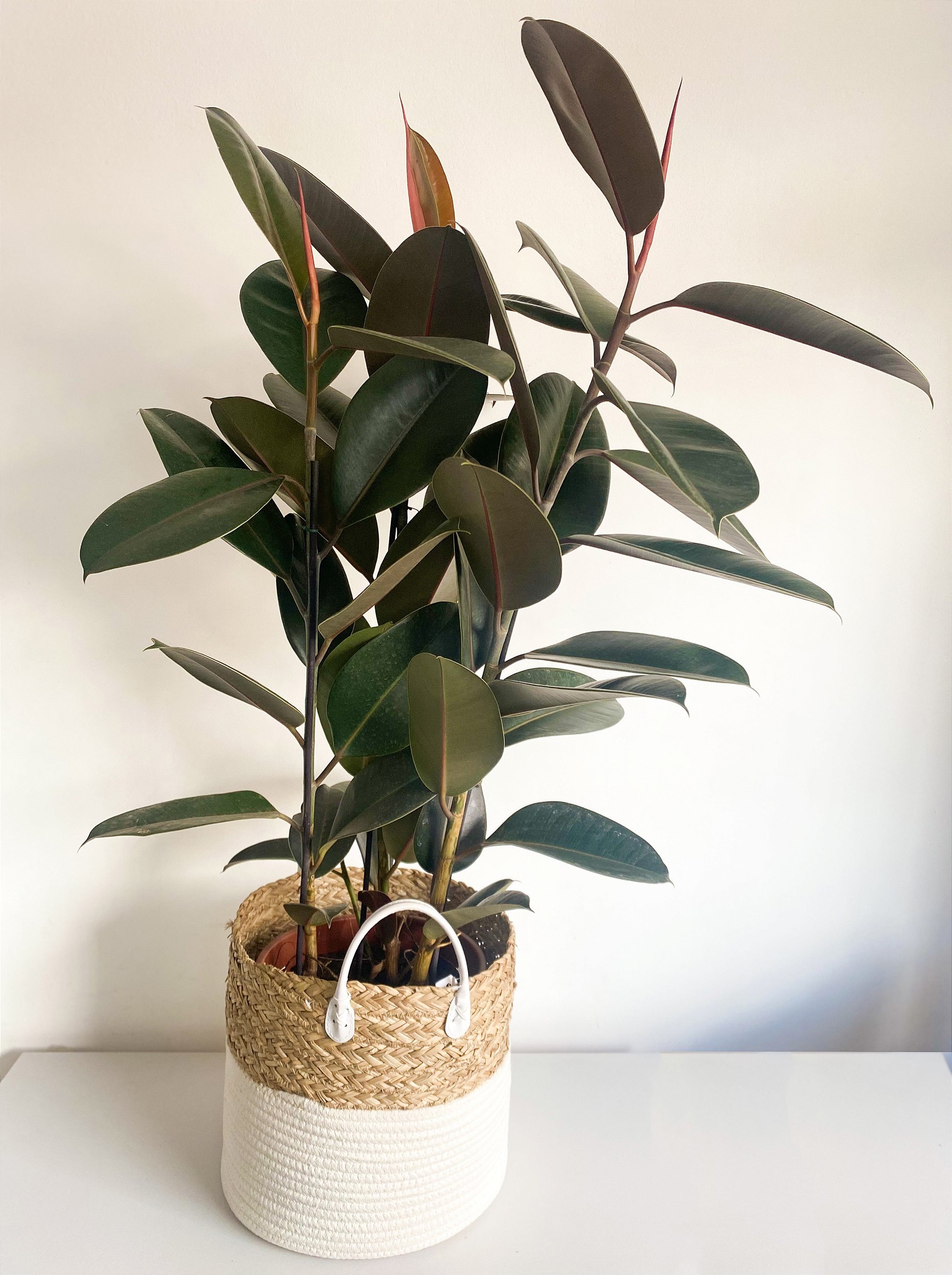 Ficus Burgundy