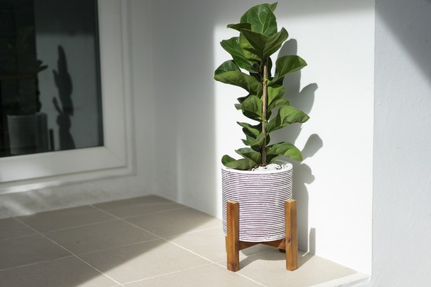 melhores tipos de ficus para decorar casa