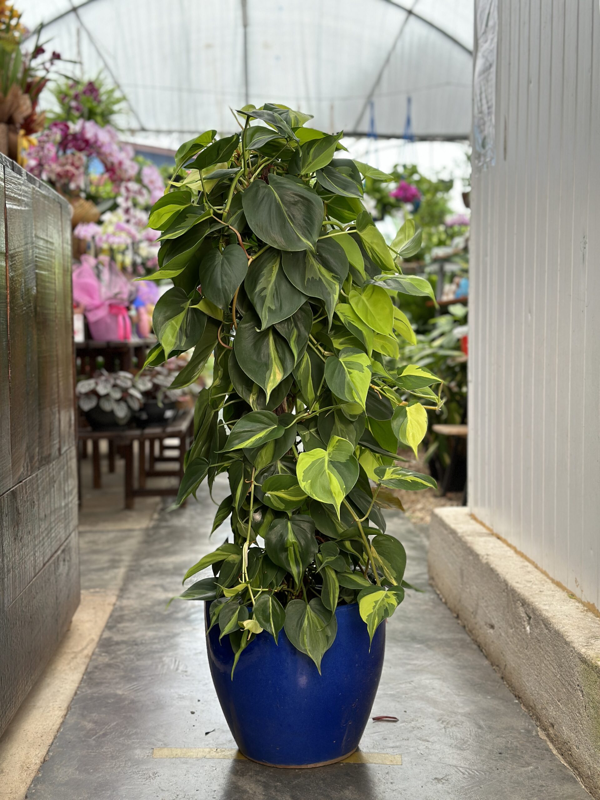 Philodendron hederaceum Brasil