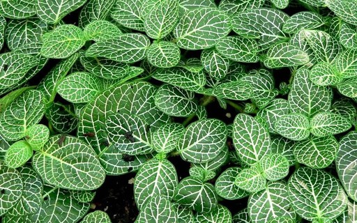 melhores plantas para decorar banheiro