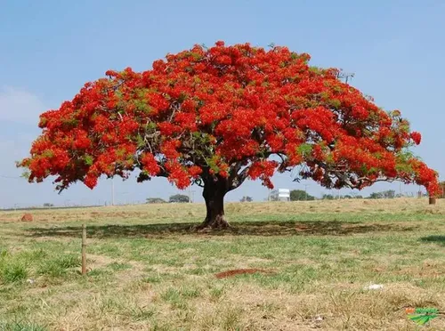 flamboyant