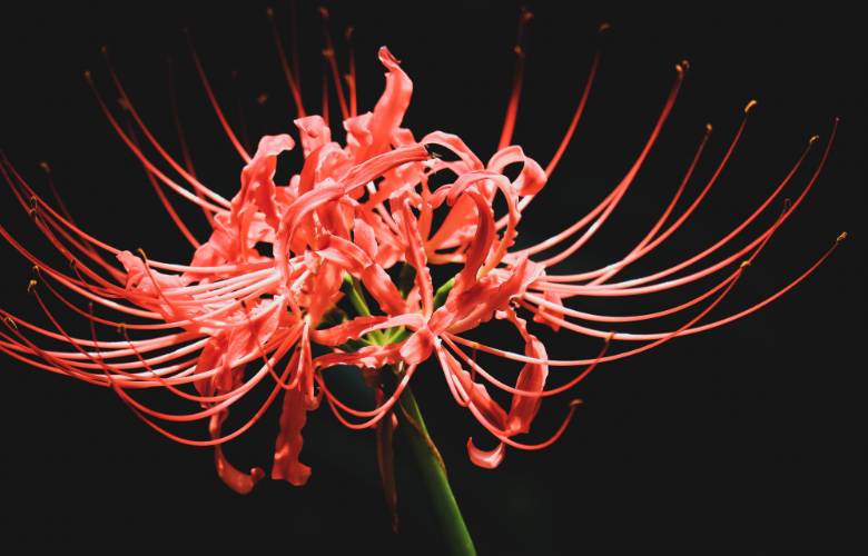 lirio aranha vermelho cultivo