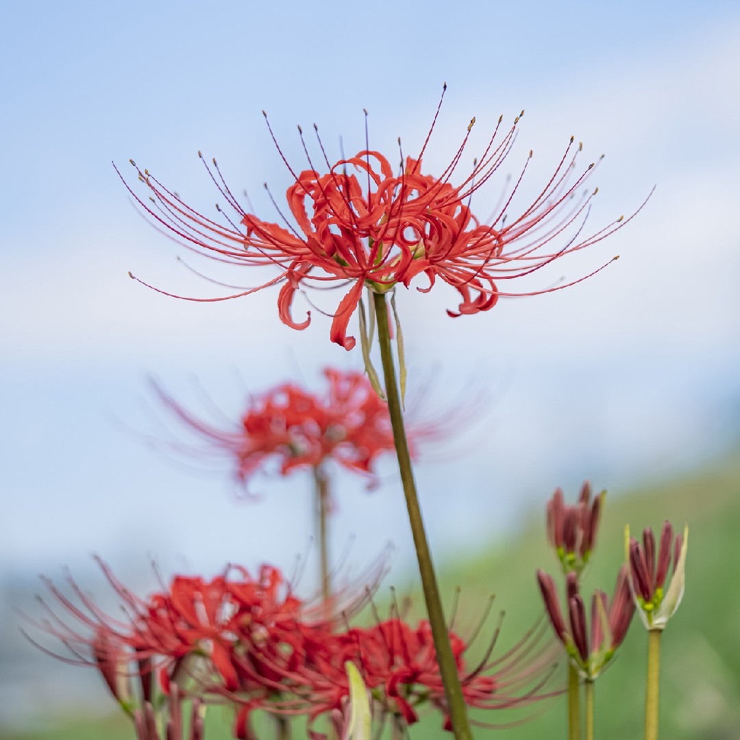 chlorophytum comosum beneficios