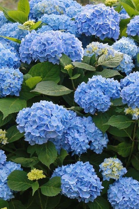 tipos de flores azuis