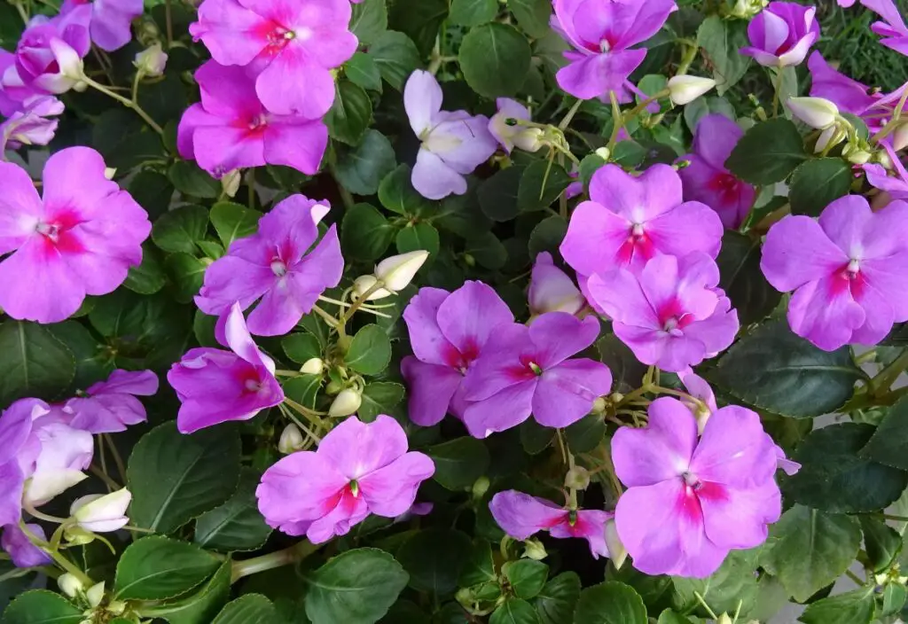 como plantar flor beijinho