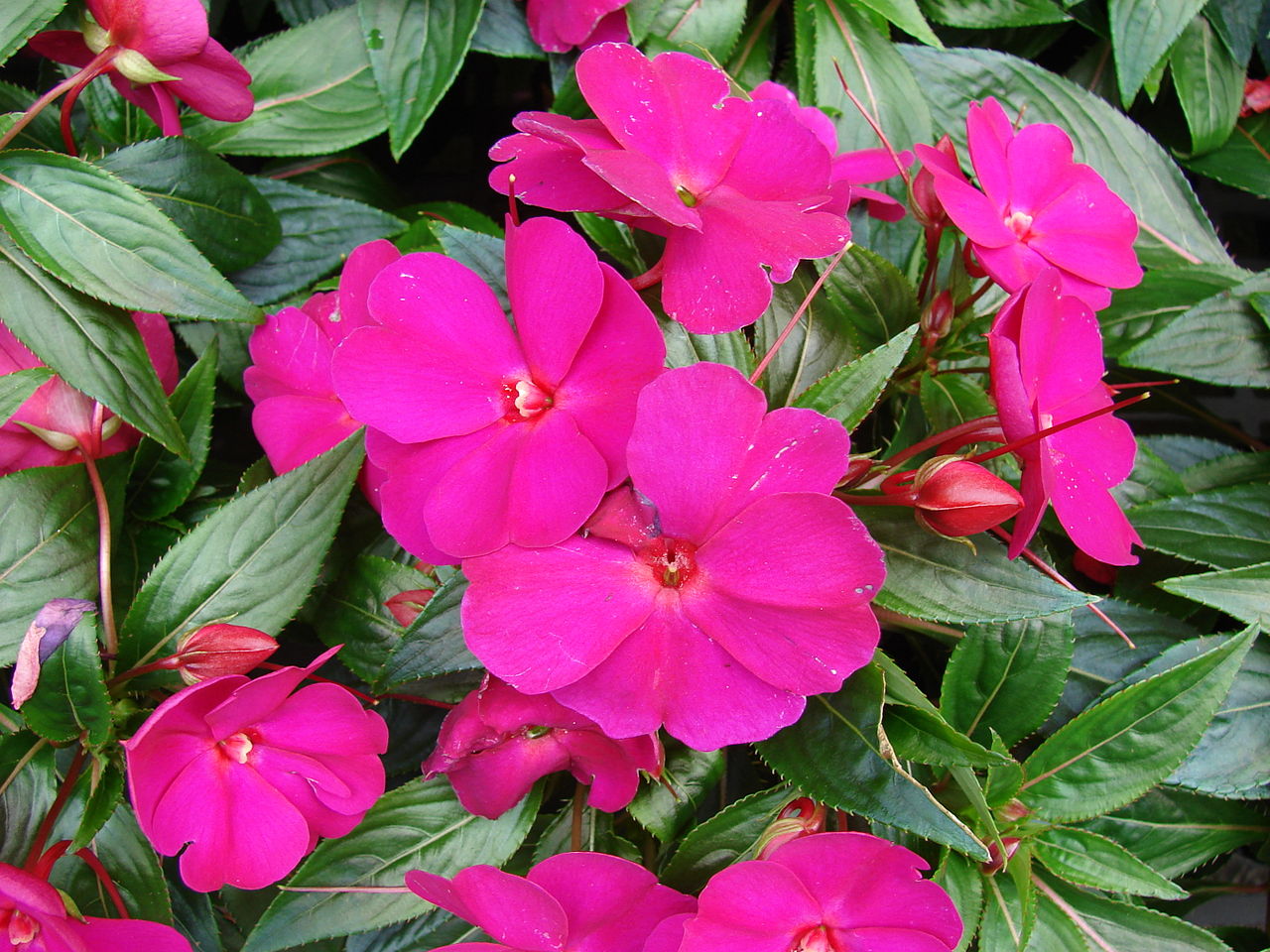 adubação flor beijinho