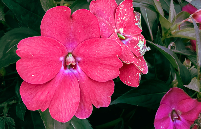 como plantar flor beijinho