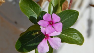 cuidados com a planta beijinho
