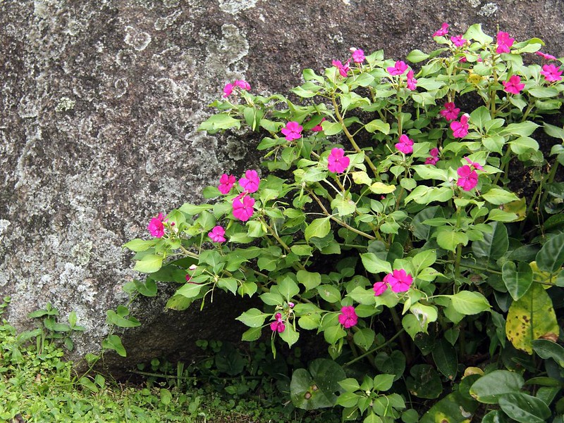 flor maria sem vergonha