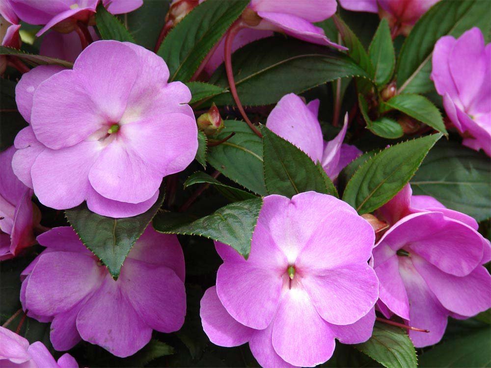 flor maria sem vergonha