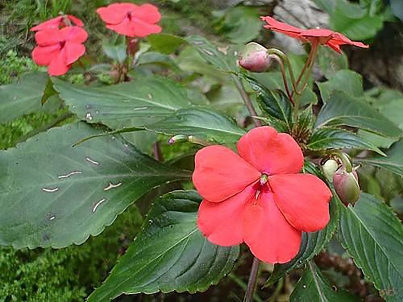 cores da flor beijinho
