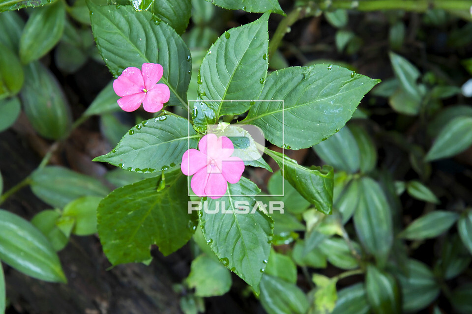 flor beijinho para jardim