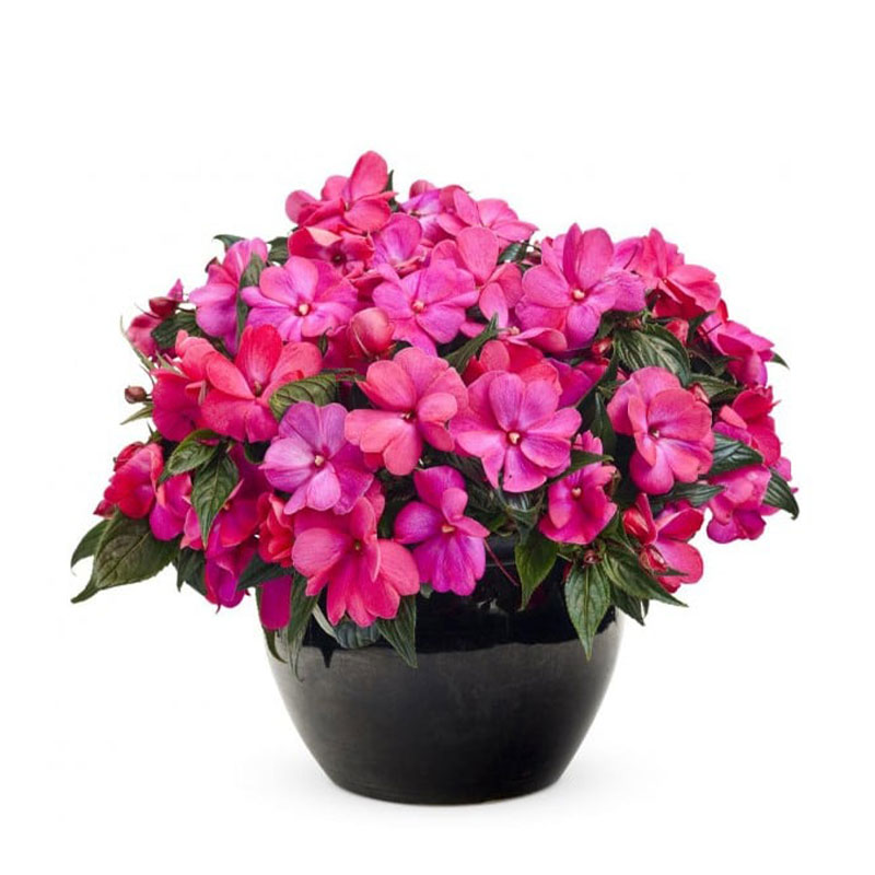 impatiens walleriana cultivo