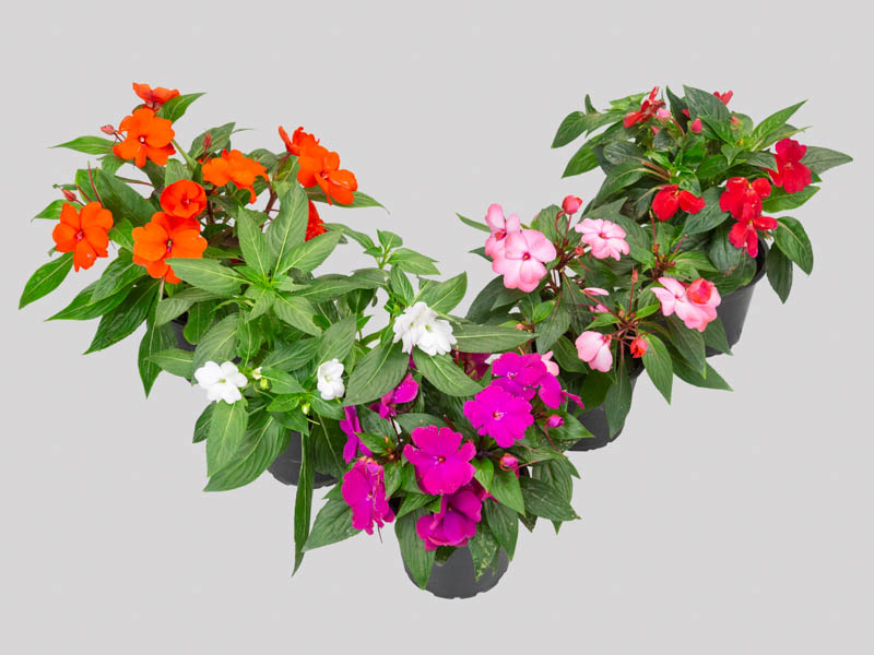 flor beijo de sol