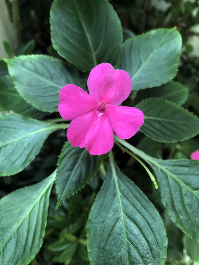 flor beijinho para jardim