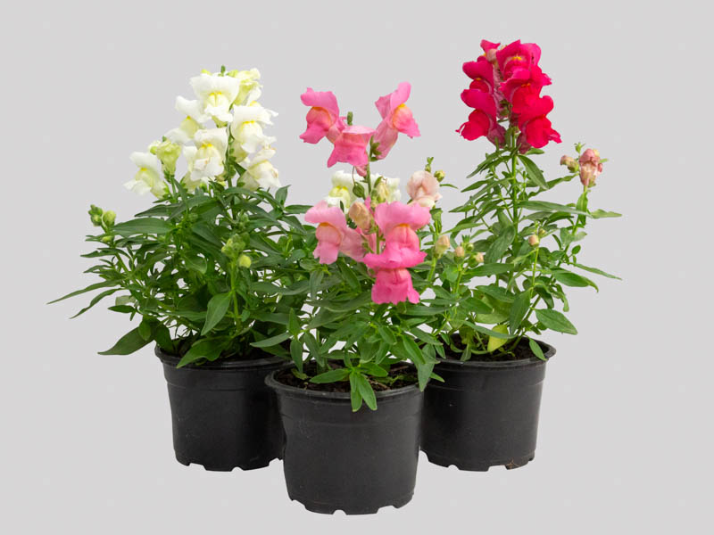 flor boca de leão cultivo
