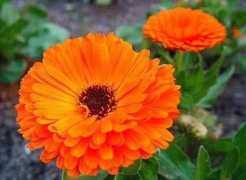 calendula officinalis