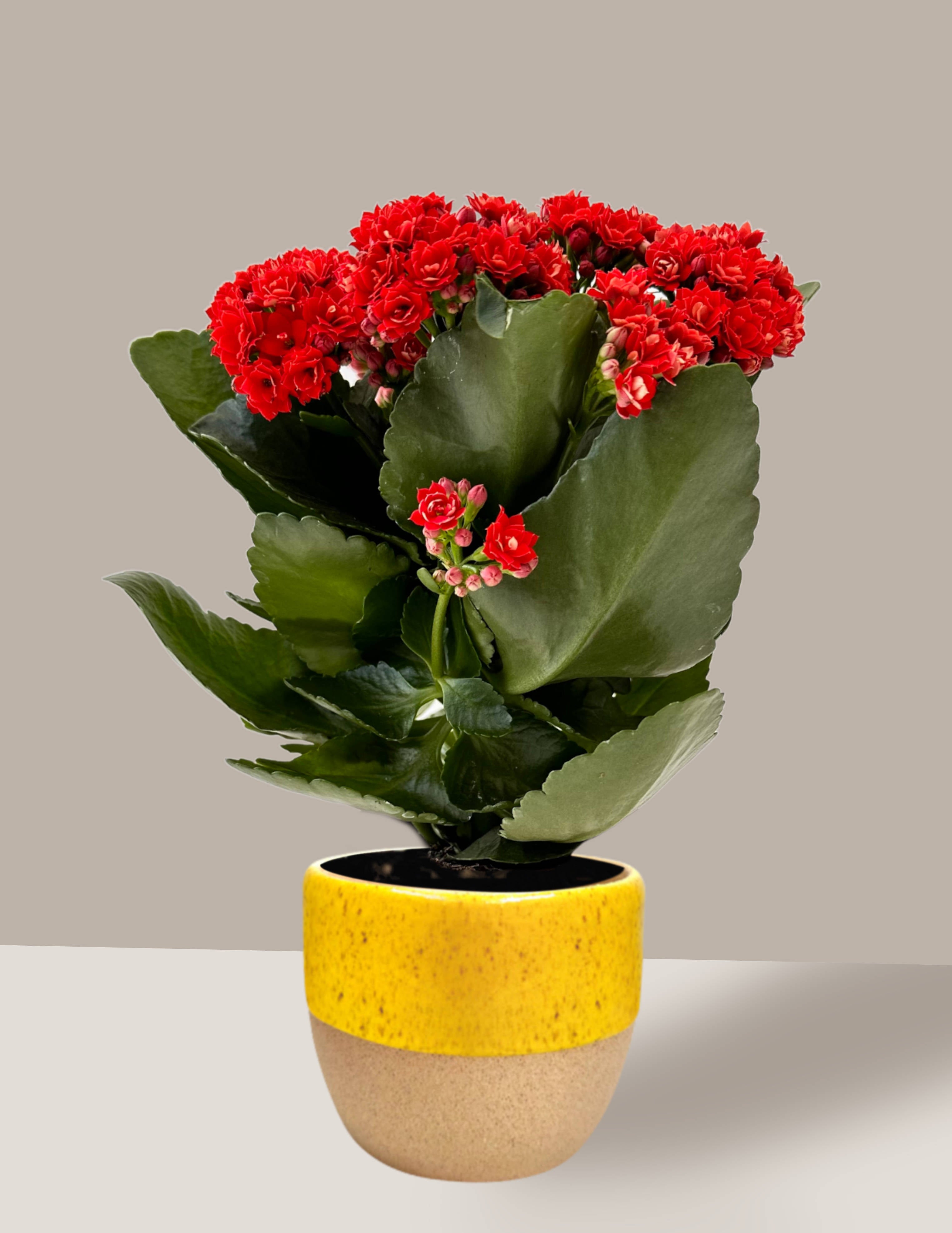 como cuidar flor da fortuna