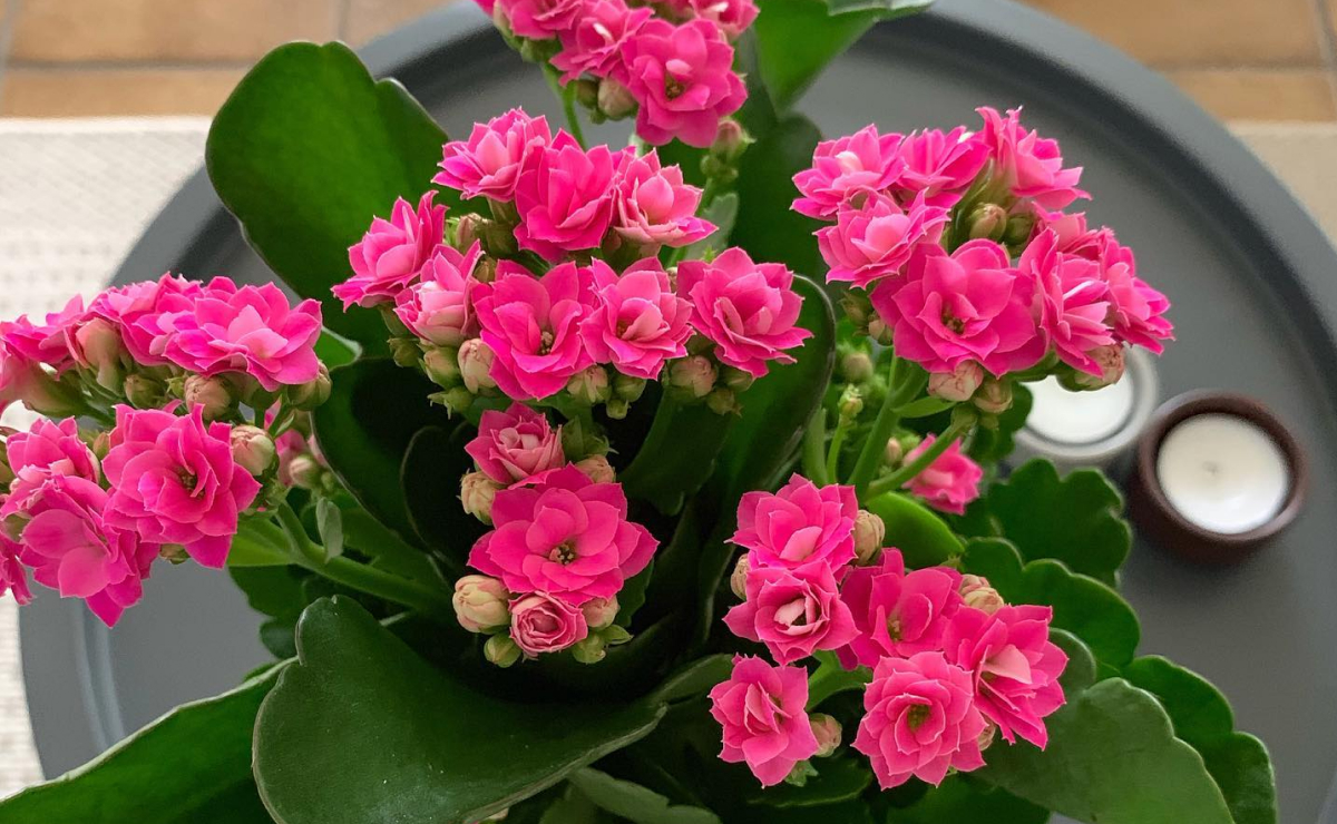 kalanchoe como cultivar