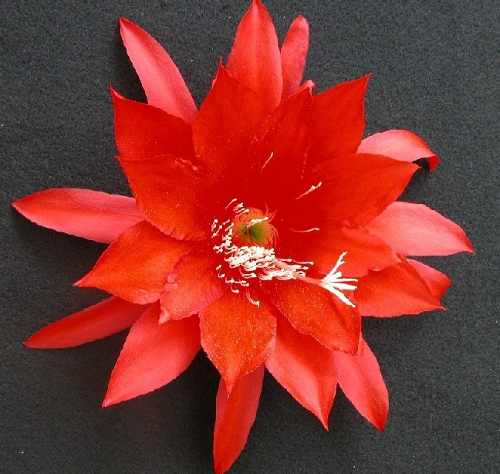 Epiphyllum Ackermanii