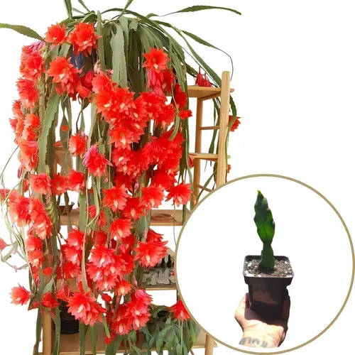 Cacto-orquídea vermelho