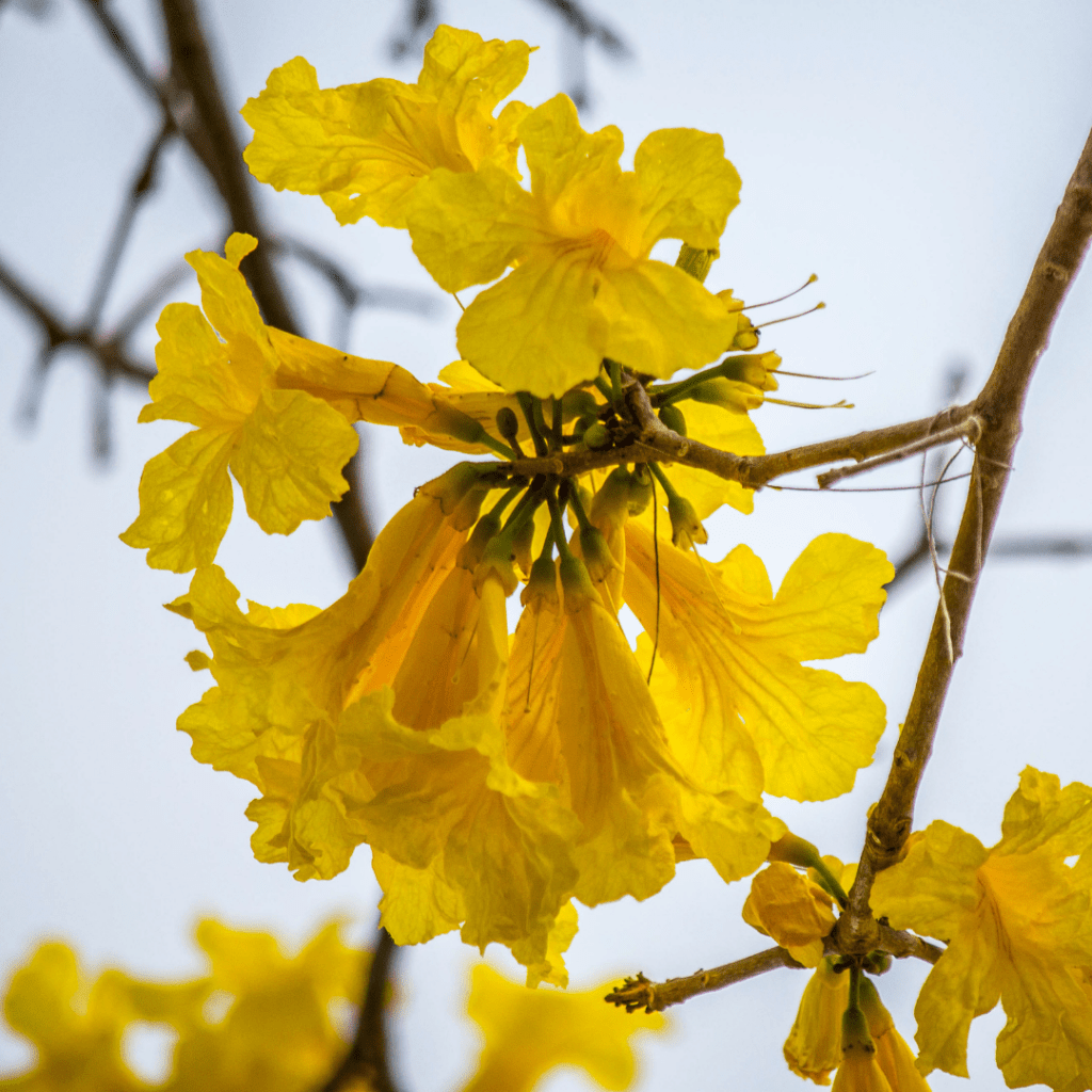 época de floração dos ipês