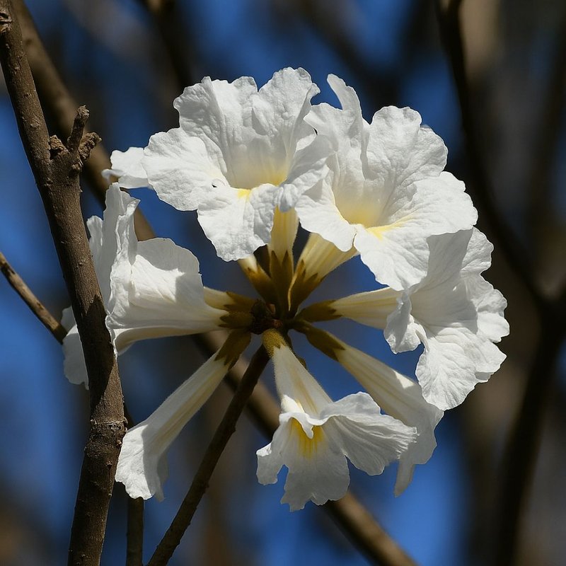 cores dos ipês