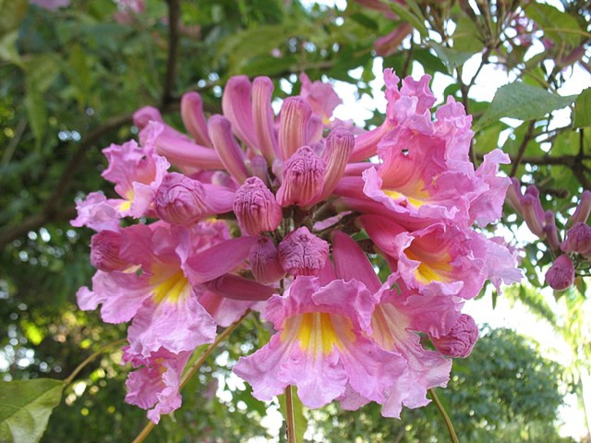 significado da flor de ipê