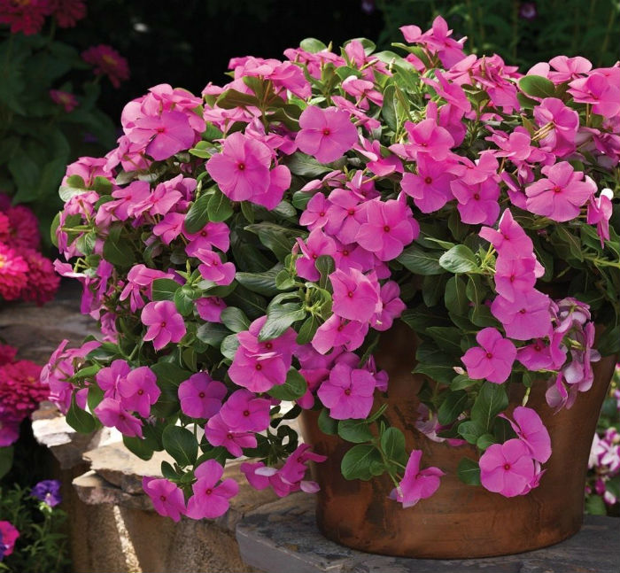 melhores flores de jardim para iniciantes