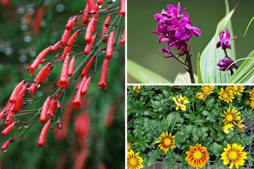 erros comuns ao cuidar de flores de jardim