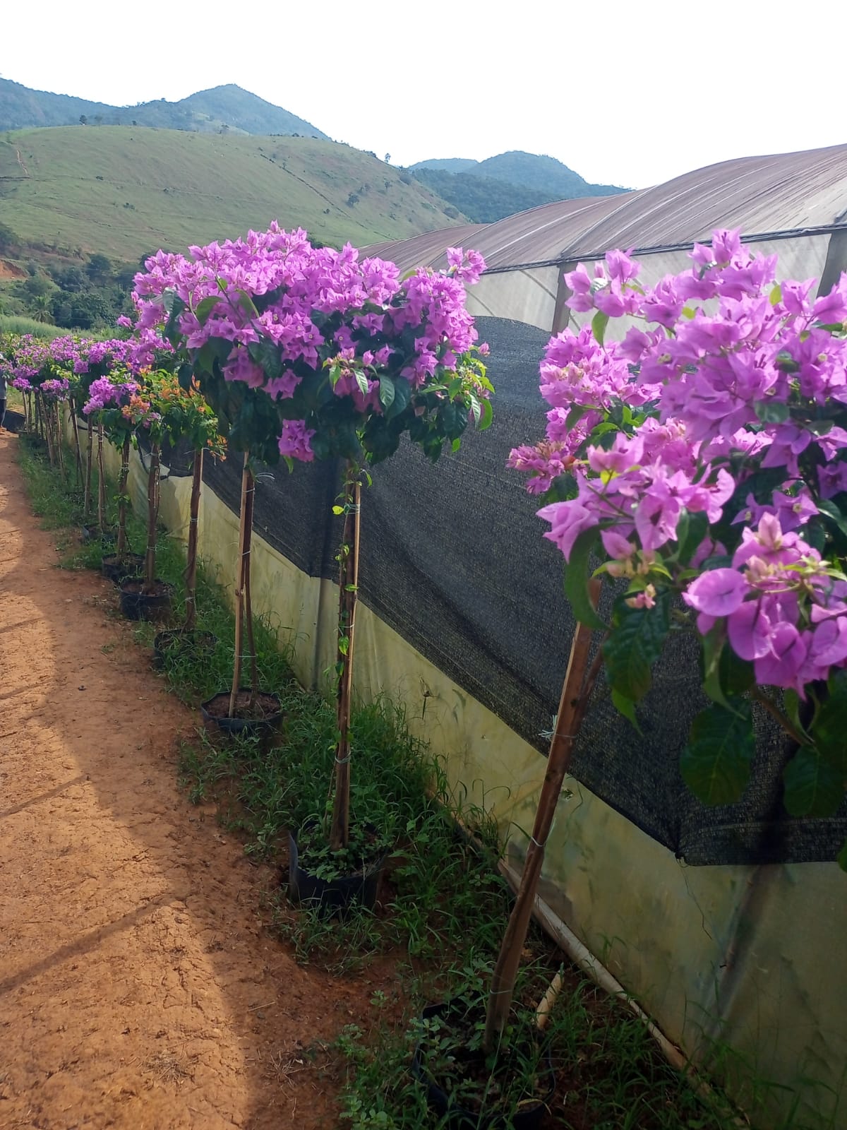 quanto custa plantar flores de jardim