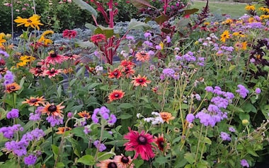 melhores flores de jardim para iniciantes