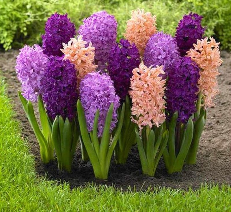 flores de jardim sol pleno vs meia sombra