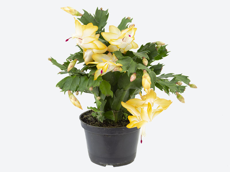 lindas flores de maio amarelas para inspirar seu jardim