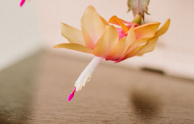 cultivo da flor de maio amarela em apartamento