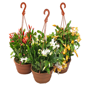 lindas flores de maio amarelas para inspirar seu jardim