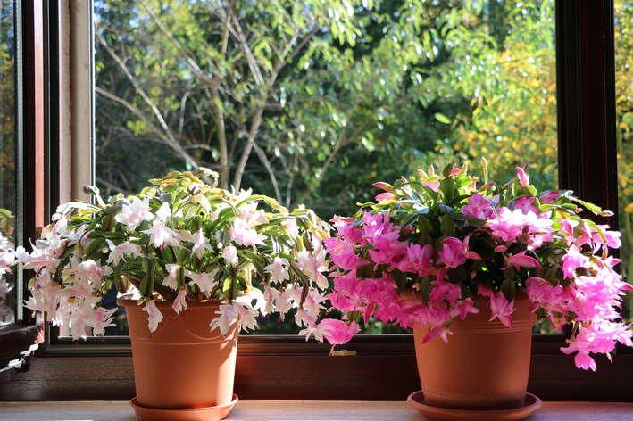 quanto custa uma muda de flor de maio amarela