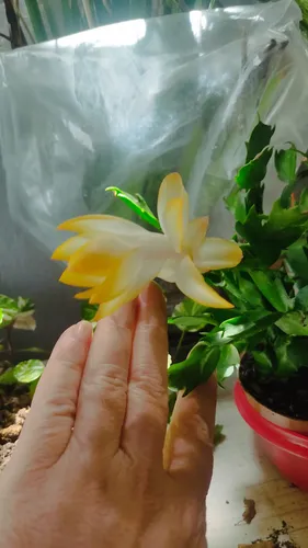 cultivo da flor de maio amarela em apartamento