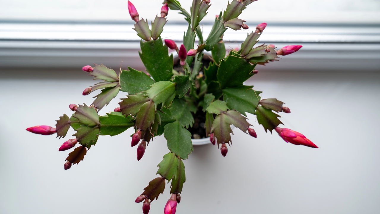 lindas flores de maio amarelas para inspirar seu jardim