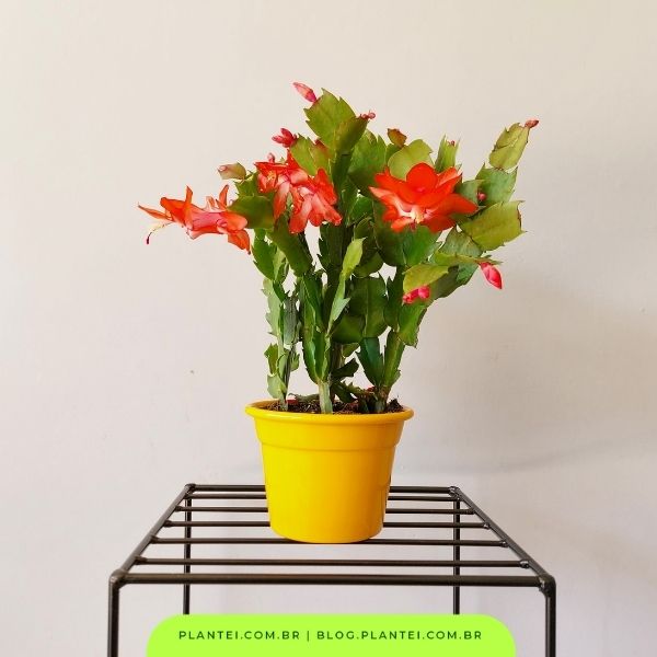 erros comuns ao cuidar de flor de maio amarela