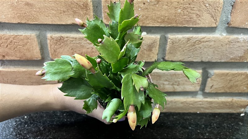 erros comuns ao cuidar de flor de maio amarela