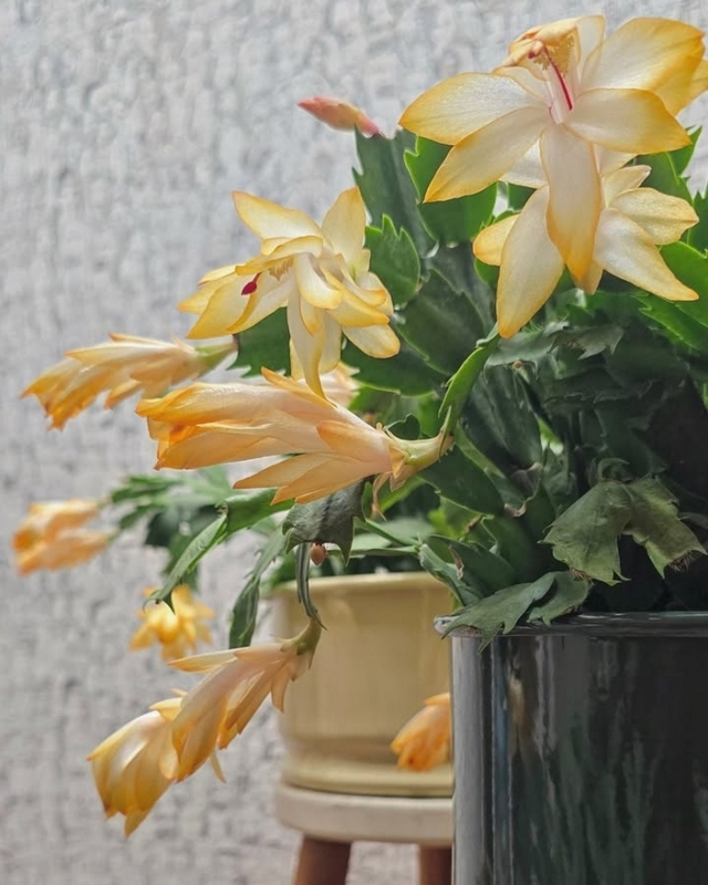 flor de maio amarela vs rosa qual escolher