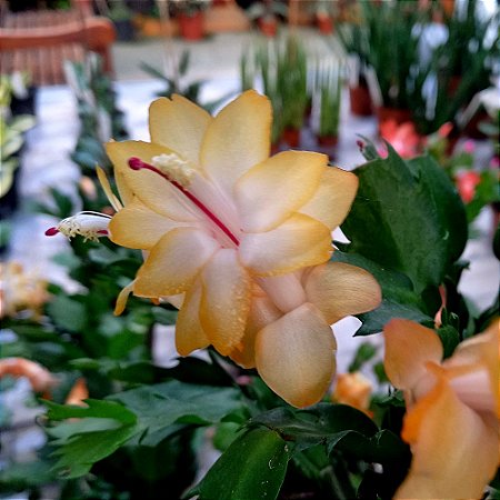 flor de maio amarela vs rosa qual escolher