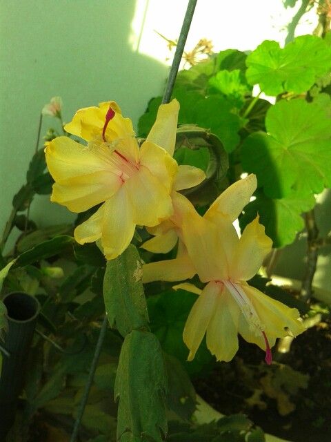 quanto custa uma muda de flor de maio amarela