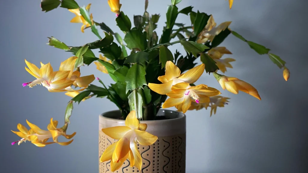 lindas flores de maio amarelas para inspirar seu jardim