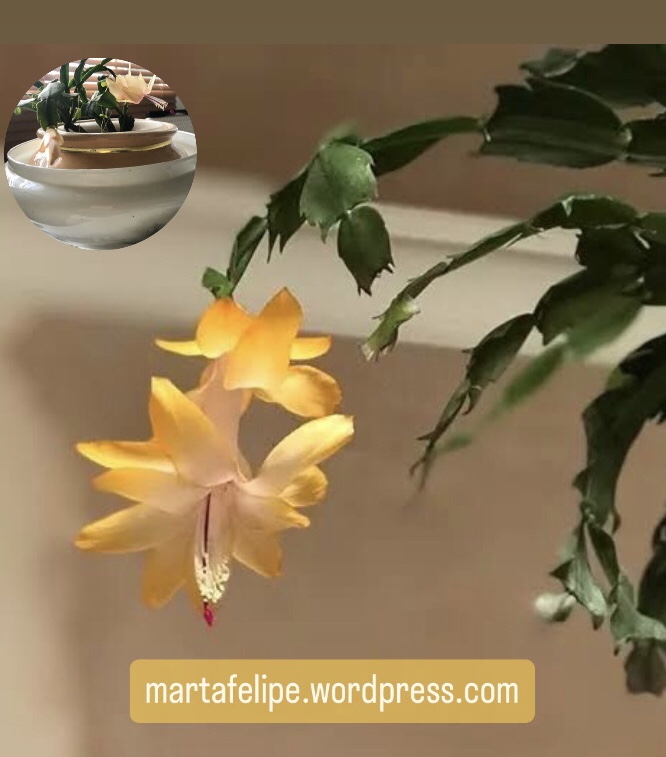 erros comuns ao cuidar de flor de maio amarela