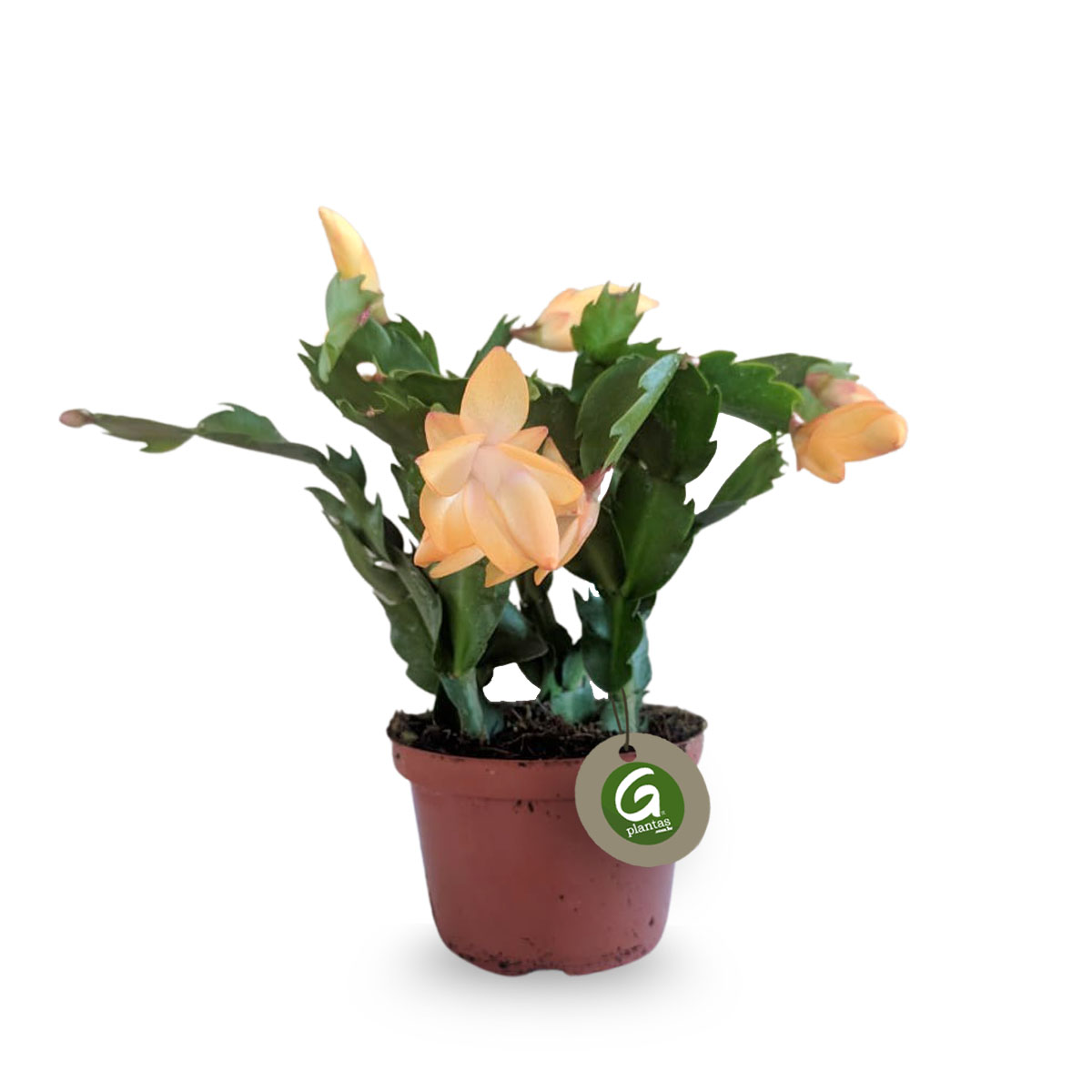 flor de maio amarela vs rosa qual escolher