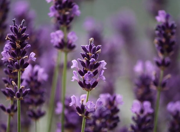 como plantar sementes de jacinto lilás