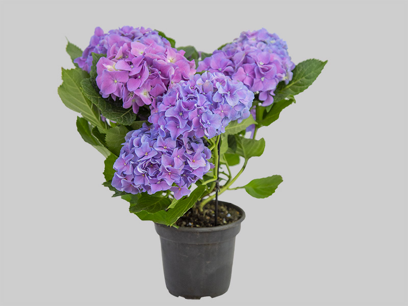 erros comuns ao cuidar de hortênsias lilás