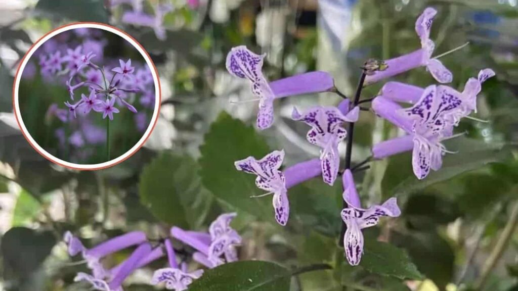 preço de orquídea phalaenopsis lilás